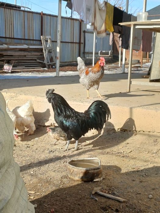 Аям цемани кур и петух