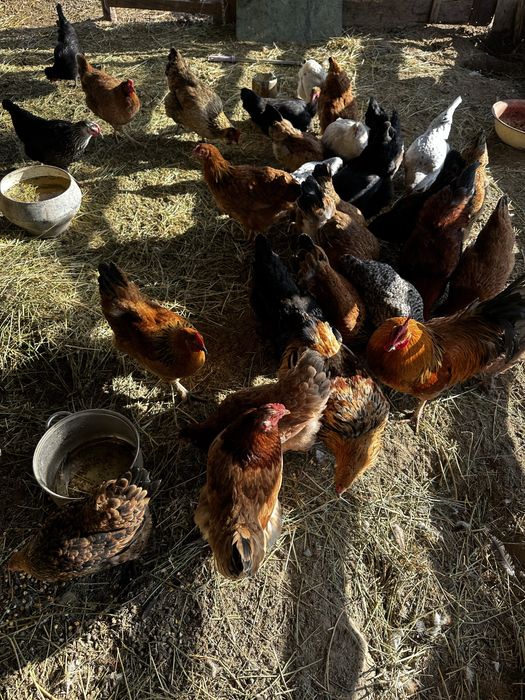 Куры тауық әтеш