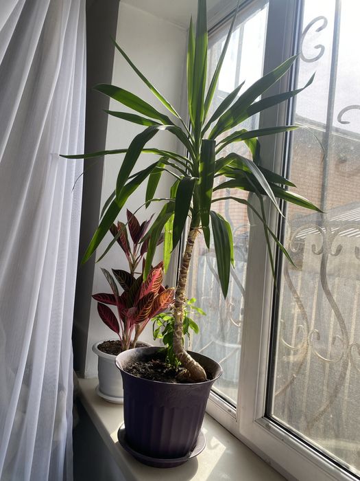 Цветы домащние.