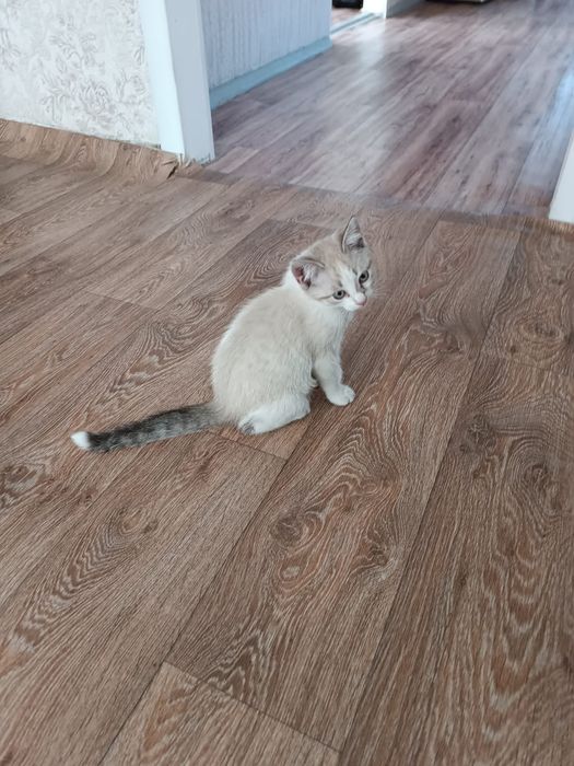 Котята мальчики в добрые руки