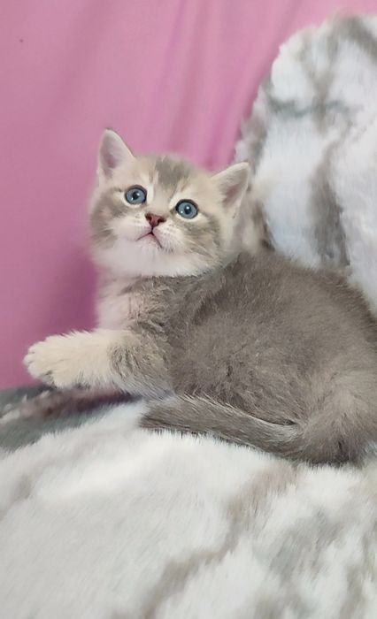 Продаются чистокровные котята