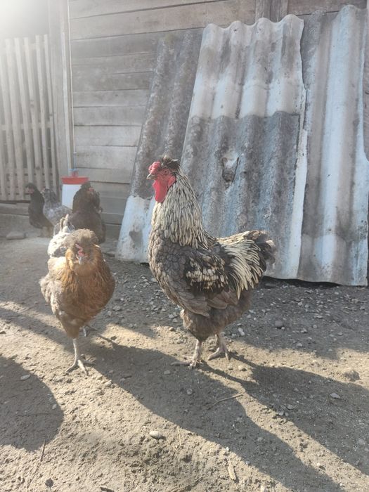 Cocoși moțați cântă și calcă, tineri încă nu au 1 an . Am scos pui cu ei.