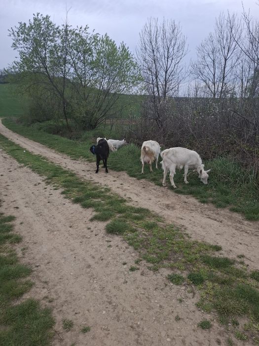 Capre de clasă cu lapte!!!