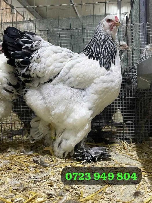 Pui de gaina de rasa Jersey Giant Combatant Plymouth Australorp Brahma