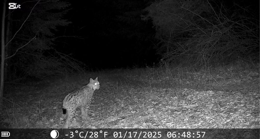 Camera vanatoare Forestvision Live C8 GPS 2025 4G