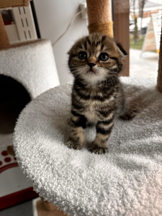 Котята скотиш скотиш