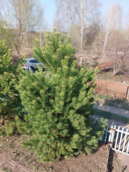 Продам дачу за Куленвкой