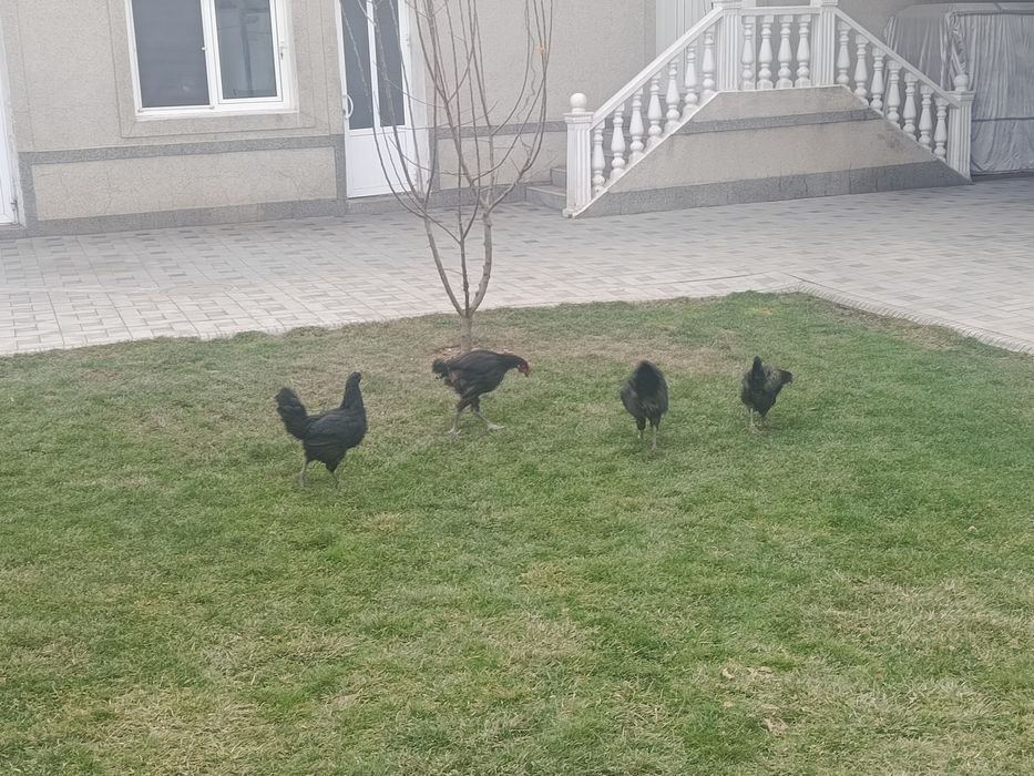 Xoʻroz tovuq lar sotiladi