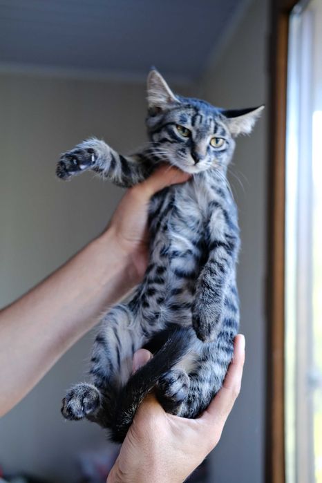 Котенок в любящие руки