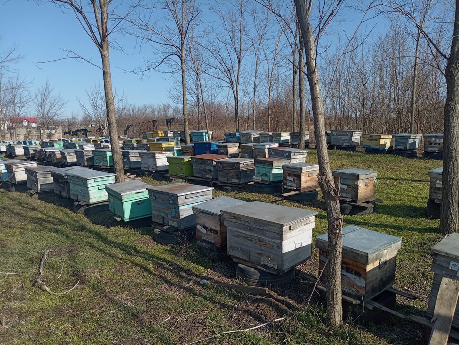 Vând 200 familii albine sau schimb cu tractor