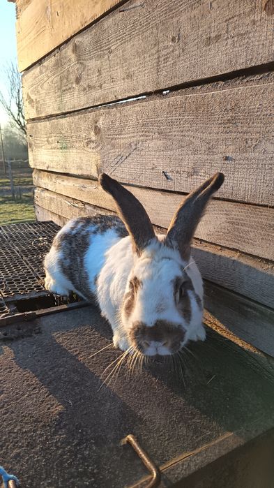 Iepuroi fluture german