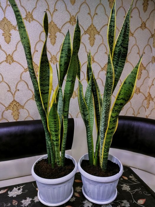 Растения комнатные.  Есть доставка