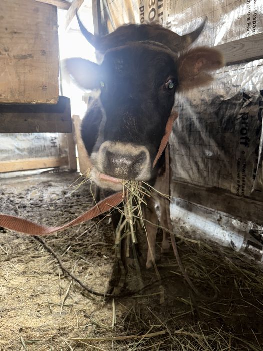 Корова с теленком