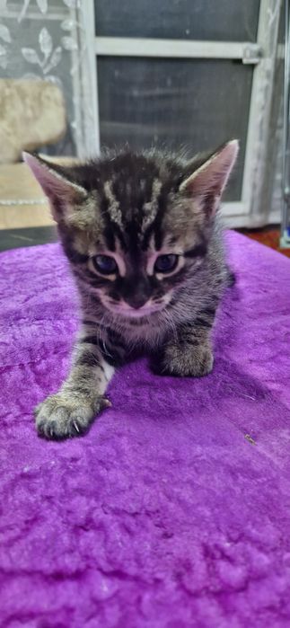 Бенгальские котята