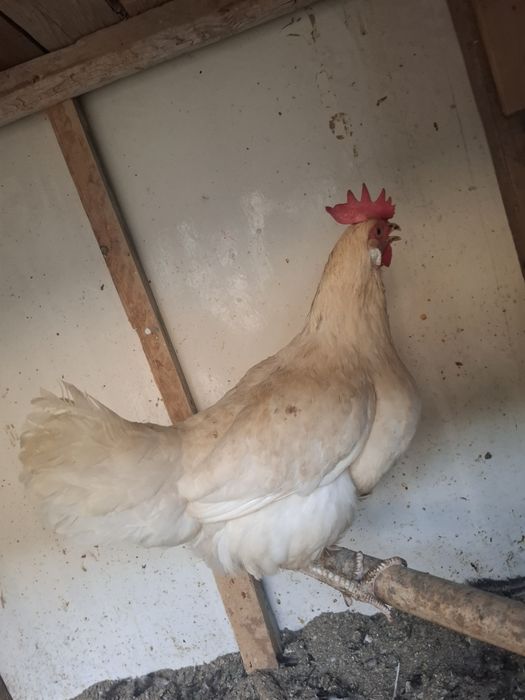 Horoz va tovuqlar