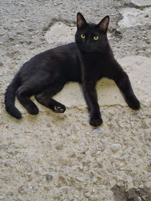 Отдам в добрые руки