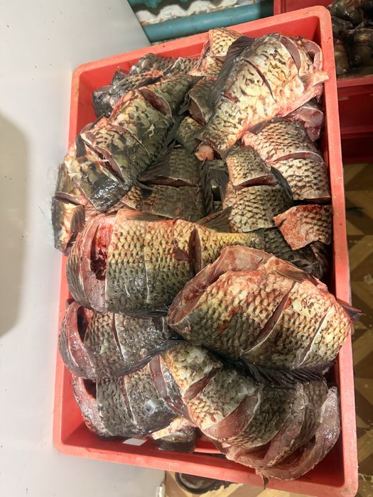 Свежий сазан от 1.5 до 4кг