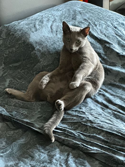 Отдаю кота в добрые руки