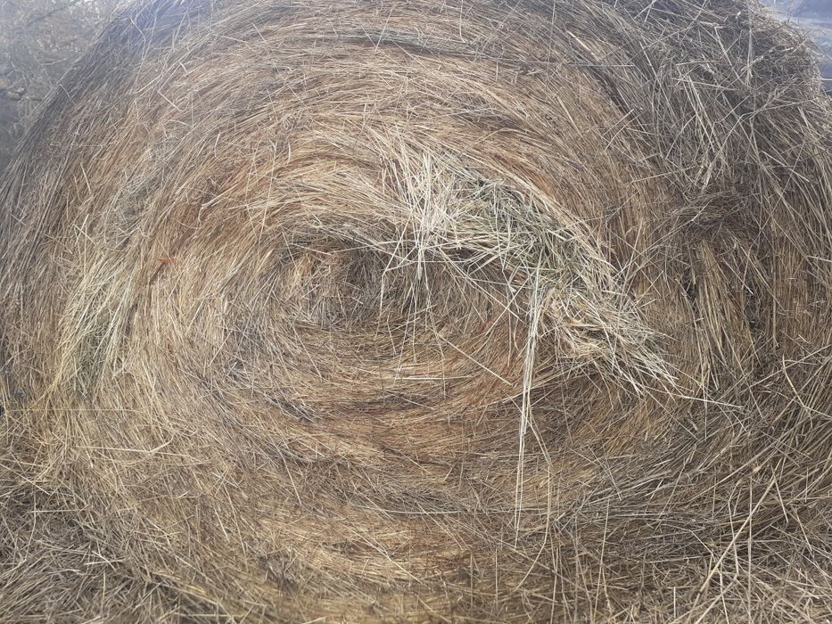 Vând baloti de lucerna, fan și paie de orz