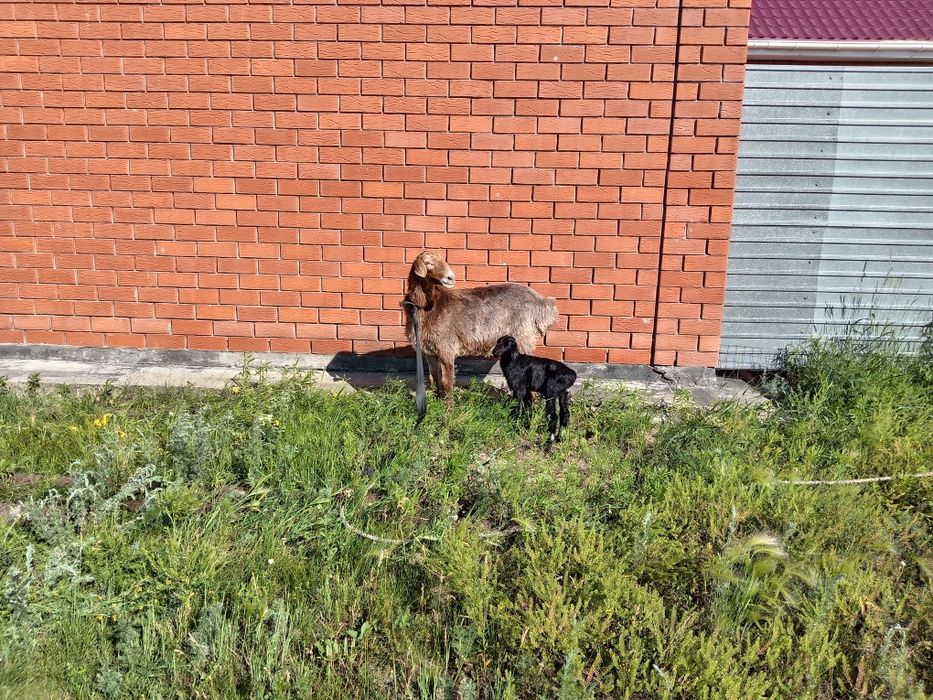 Продам овцу с ягненком
