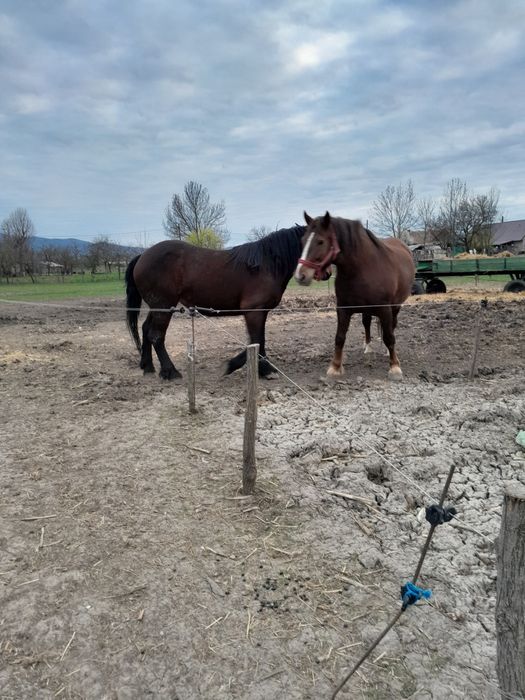 Vând cai și oi 12 bucati