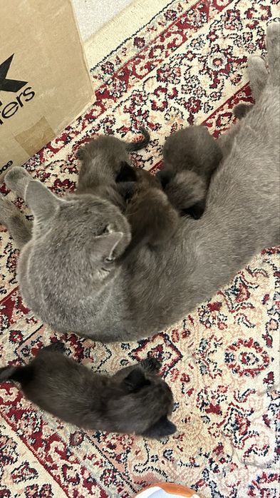 Котята, серые. Отдам в добрые руки.