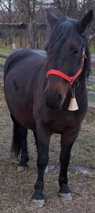 Vând iapa. De 5 ani