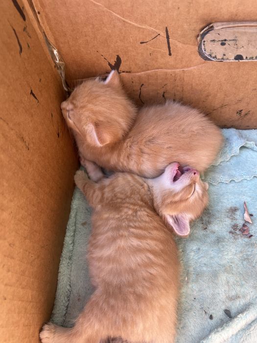 Отдам котят бесплатно