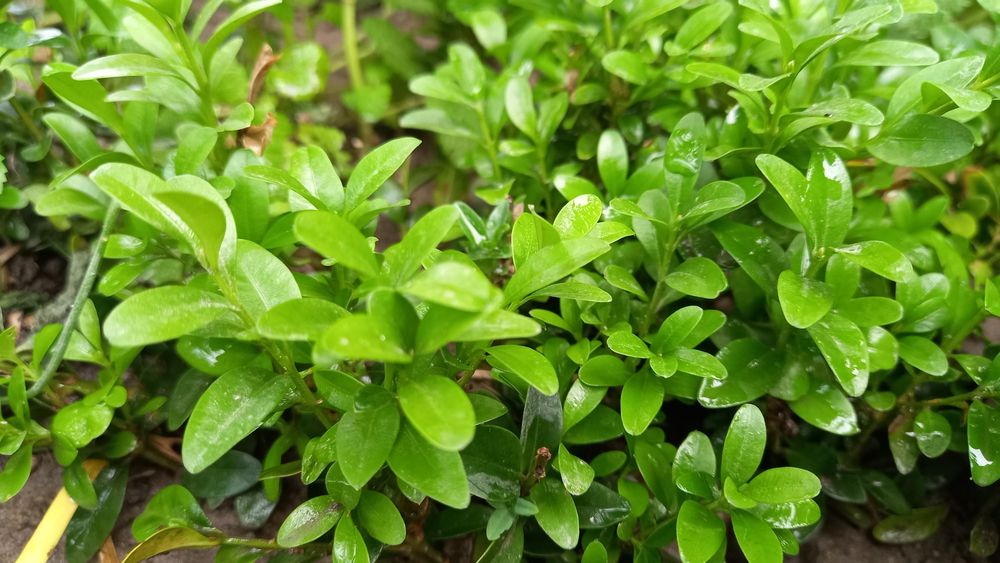 Молодые отростки  самшит с корням.и