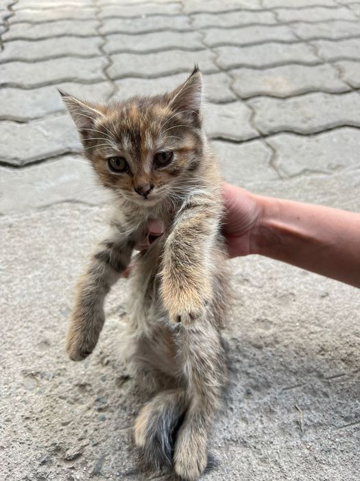 Отдам девочка котенок в хорошие руки