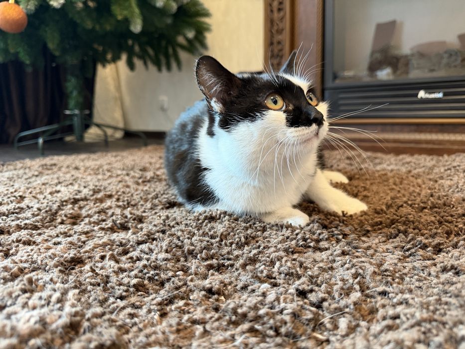 Дарю кошечку.