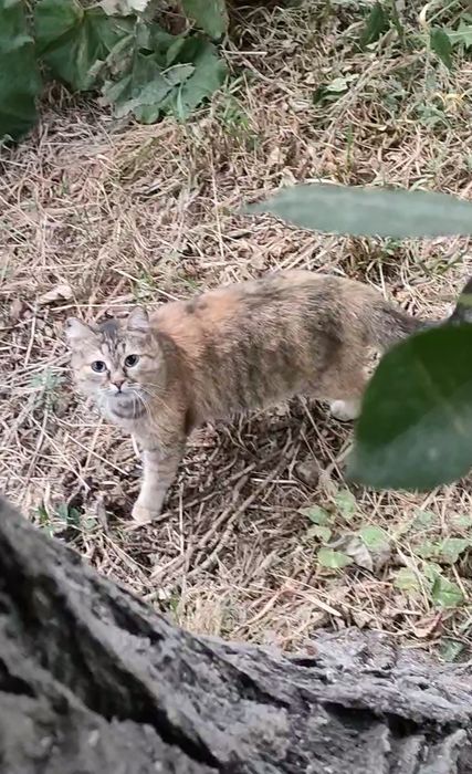 Кошка, стерилизованая, ласковая