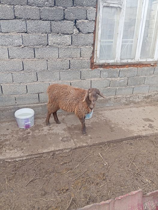 Животные баран тохты