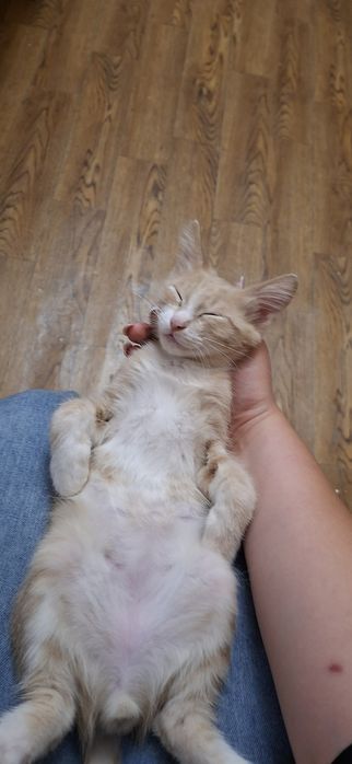 Отдадим котика в хоршие руки