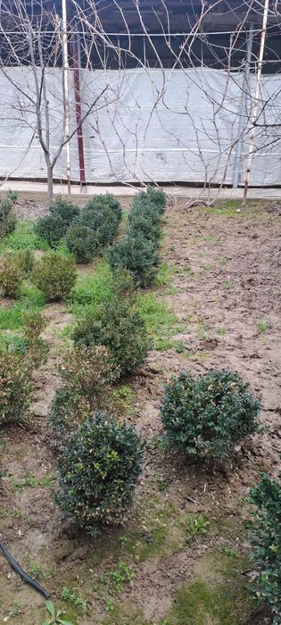 Шамшод kochatlari