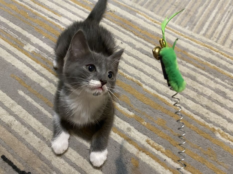 Котенок ищет дом!