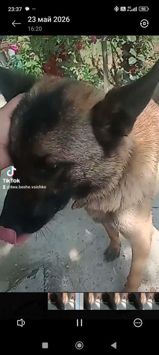 Чистокръвна белгийска овчарка (мъжки) на 10 месеца