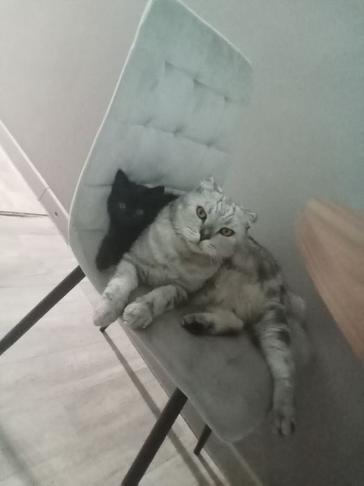 Котенок,примерно 4 месеца