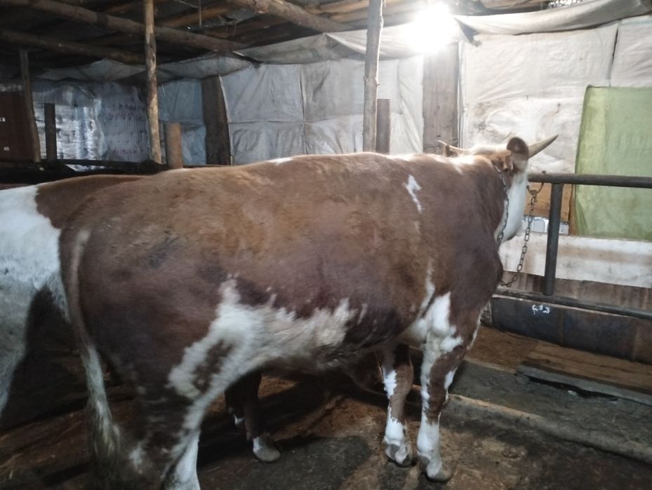 1.5 жасар бұқалар сатылады