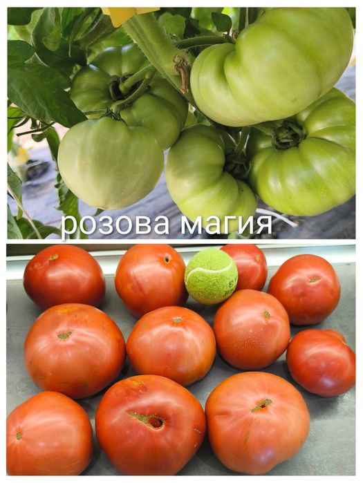 Семена от стари селски нехибридни сортове домати,краставици и други