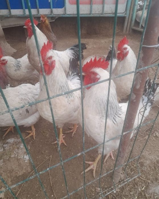 Петух  молодой хозяин