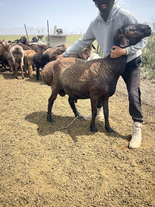 Қисары қошқар ұрықтықа