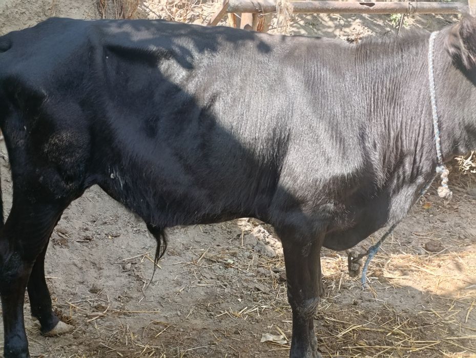 Buqacha sotiladi