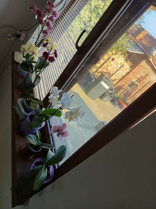 Продавам орхидеи