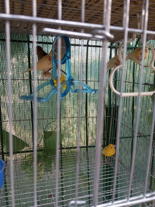 Канарейка молодой 2 ой