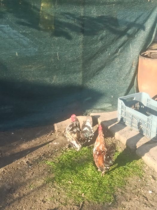 Vad cocoși pitici de rasă