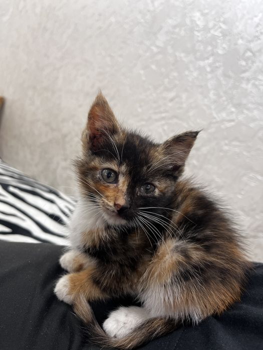 Бесплатно отдам котят