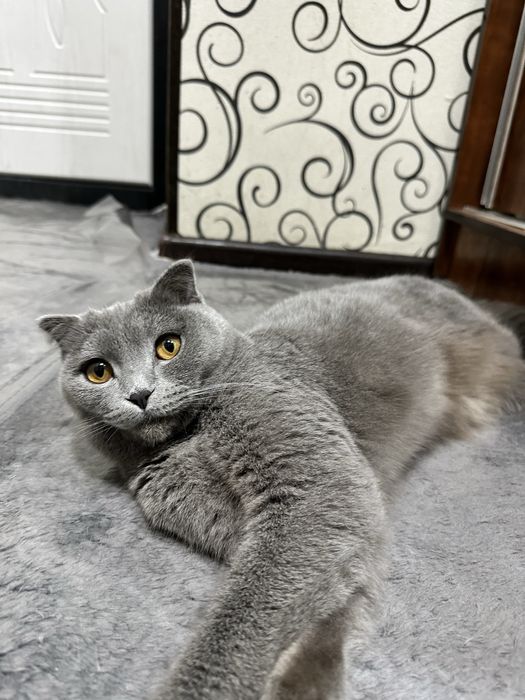 Скотиш фолд девочка