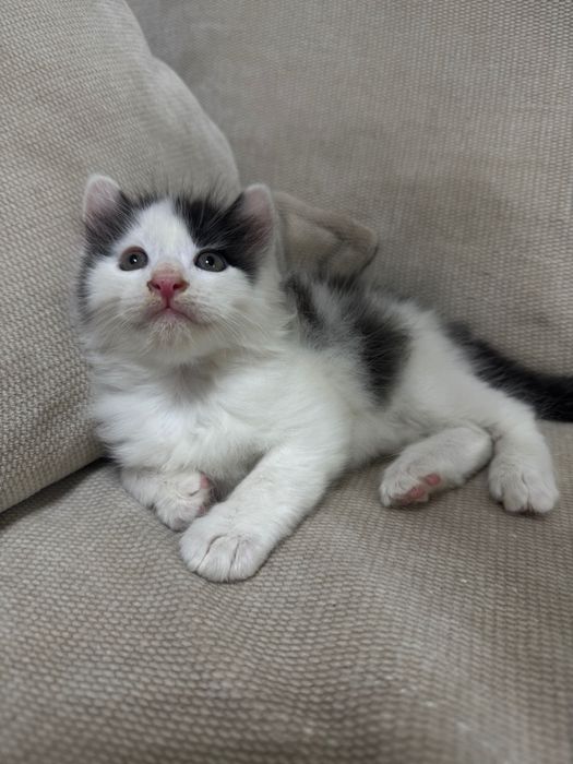 Отдаются домашние котята в хорошие руки