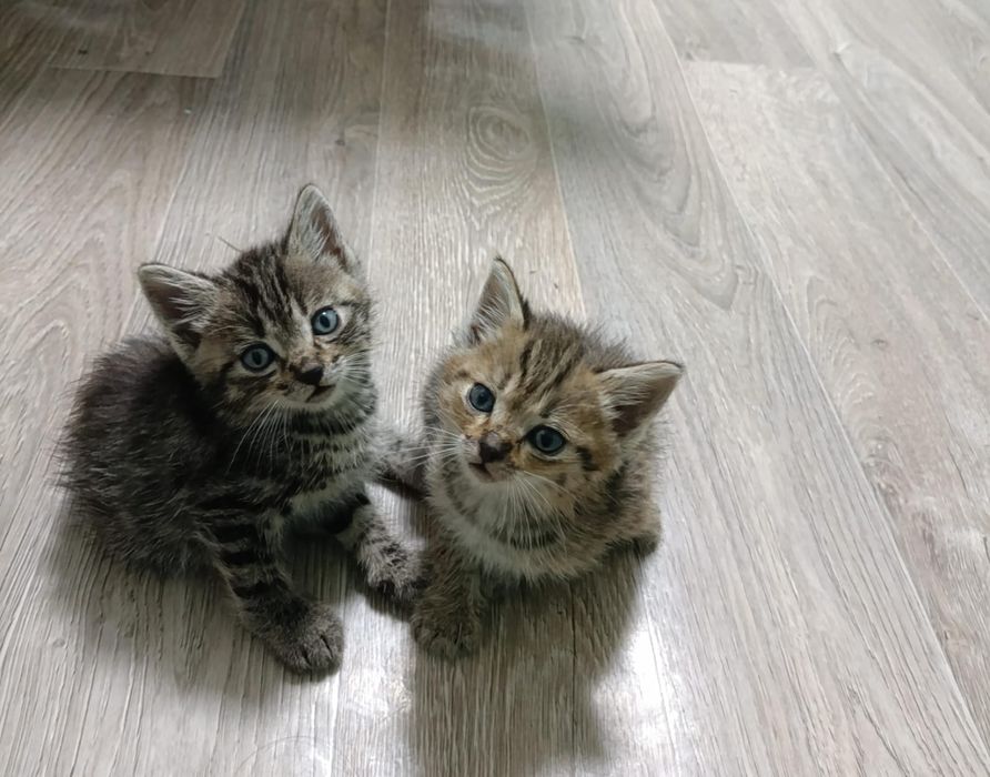 Отдам котят в хорошие руки